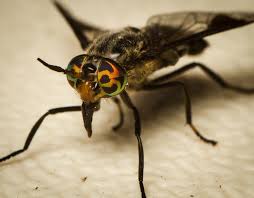 Attēlu rezultāti vaicājumam “Chrysops”