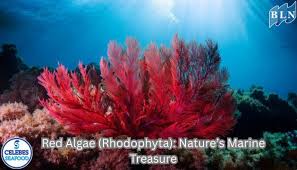 Attēlu rezultāti vaicājumam “Rhodophyta”