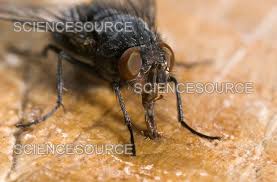 Attēlu rezultāti vaicājumam “Muscidae”