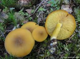 Attēlu rezultāti vaicājumam “Tricholomopsis decora”