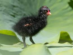 Attēlu rezultāti vaicājumam “Gallinula chloropus juvenile”