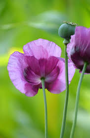 Attēlu rezultāti vaicājumam “Papaver somniferum”