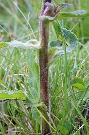 Attēlu rezultāti vaicājumam “Campanula cervicaria flower”