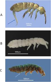 Attēlu rezultāti vaicājumam “Collembola”
