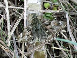 Attēlu rezultāti vaicājumam “Carcharodus floccifera upperside”