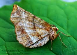 Attēlu rezultāti vaicājumam “Selenia dentaria”