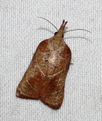 Attēlu rezultāti vaicājumam “Lathronympha strigana”