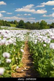 Image result for Papaver somniferum White Cloud