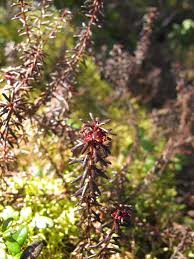 Attēlu rezultāti vaicājumam “Empetrum nigrum flower”