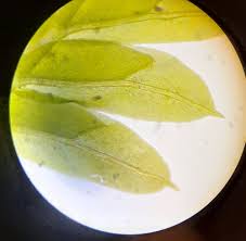 Attēlu rezultāti vaicājumam “Fissidens taxifolius sporophyte”