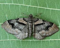 Attēlu rezultāti vaicājumam “Catarhoe rubidata”