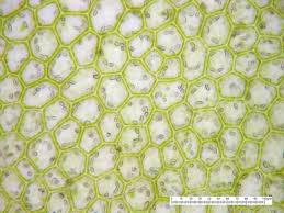 Attēlu rezultāti vaicājumam “Lophocolea coadunata”