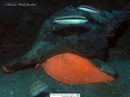 Image result for Triplofusus giganteus