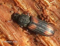 Attēlu rezultāti vaicājumam “Zopheridae”