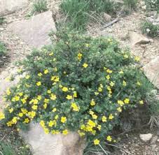 Attēlu rezultāti vaicājumam “Pentaphylloides fruticosa leaf”