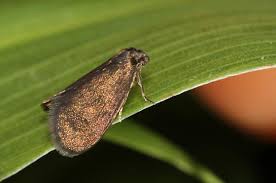 Attēlu rezultāti vaicājumam “Psyche casta”