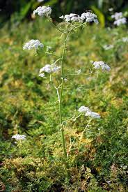 Attēlu rezultāti vaicājumam “Oenanthe aquatica flower”
