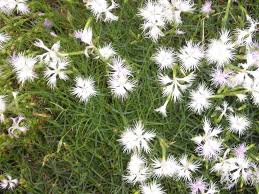 Attēlu rezultāti vaicājumam “Dianthus arenarius bud”