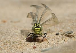 Attēlu rezultāti vaicājumam “Gomphus flavipes”