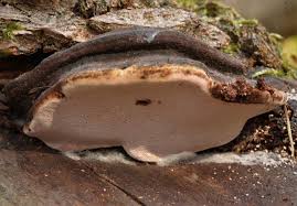 Attēlu rezultāti vaicājumam “Fomitopsis rosea”