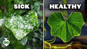 Attēlu rezultāti vaicājumam “Sawadaea tulasnei”