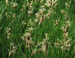 Attēlu rezultāti vaicājumam “Carex praecox”