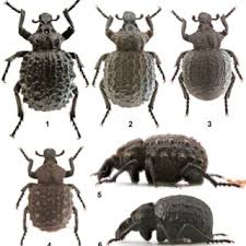 Image result for Brachycerus undatus