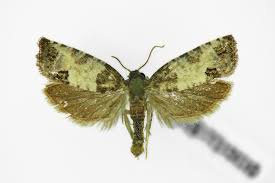 Attēlu rezultāti vaicājumam “Spilonota ocellana”