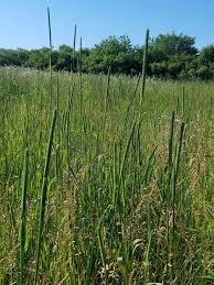 Attēlu rezultāti vaicājumam “Phleum pratense”