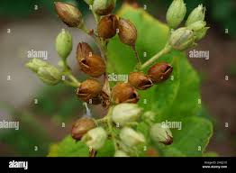 Attēlu rezultāti vaicājumam “Nicotiana tabacum fruit”