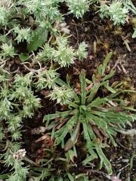 Attēlu rezultāti vaicājumam “Scleranthus annuus flower”