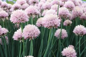 Image result for Allium schoenoprasum