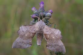 Attēlu rezultāti vaicājumam “Laothoe populi imago”