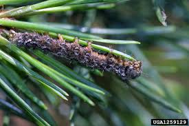 Attēlu rezultāti vaicājumam “Lymantria monacha”