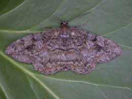 Attēlu rezultāti vaicājumam “Alcis repandata”