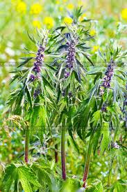 Attēlu rezultāti vaicājumam “Leonurus quinquelobatus”