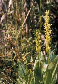 Attēlu rezultāti vaicājumam “Liparis loeselii flower”