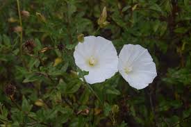 Attēlu rezultāti vaicājumam “Calystegia inflata”