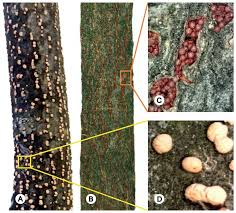 Attēlu rezultāti vaicājumam “Nectria sp., Neonectria sp.”