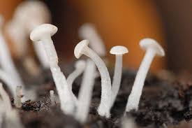 Attēlu rezultāti vaicājumam “Cudoniella clavus”