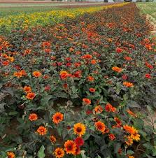 Image result for Heliopsis scabra