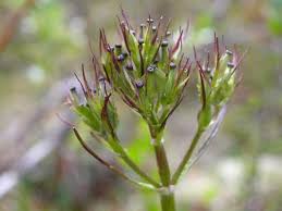 Attēlu rezultāti vaicājumam “Valerianaceae”