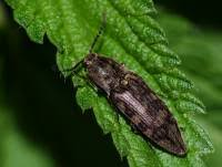 Attēlu rezultāti vaicājumam “Actenicerus sjaelandicus”