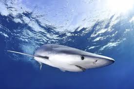 Image result for Prionace glauca