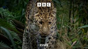 Image result for Essex Leopards