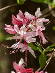 Attēlu rezultāti vaicājumam “Rhododendron periclymenoides flower”