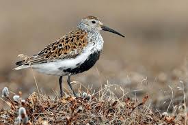 Attēlu rezultāti vaicājumam “Calidris alpina adult”