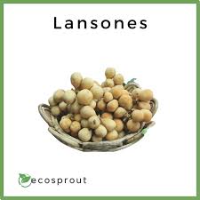 Image result for Lansongammon