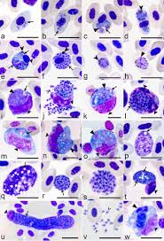 Attēlu rezultāti vaicājumam “Diderma cingulatum plasmodium”