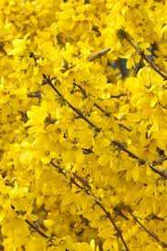 Attēlu rezultāti vaicājumam “Forsythia intermedia flower”